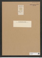 Tabellaria venter Ehr. (de-Toni-Nr.: Genus 89, Species 2996) Zeichnungen Sammlung Grunow Nr. 6094 (NHMW-BOT-W0374635)